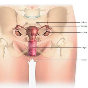 Appareil génital